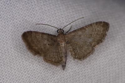 <i>Eupithecia</i>
