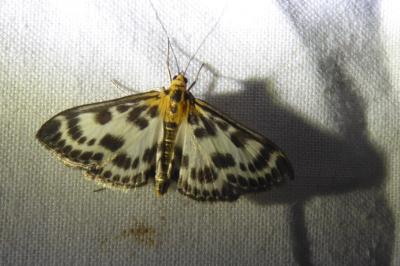<i>Anania hortulata</i>