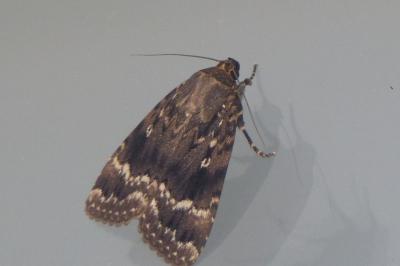<i>Amphipyra pyramidea</i>