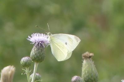 <i>Pieris rapae</i>