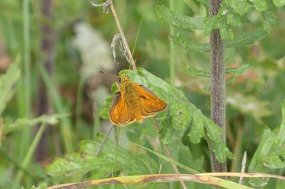 <i>Ochlodes sylvanus</i>