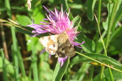 <i>Heliothis viriplaca</i>
