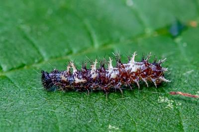 <i>Polygonia c-album</i>