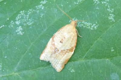 <i>Clepsis consimilana</i>