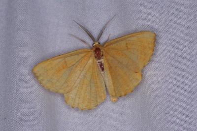 <i>Angerona prunaria</i>