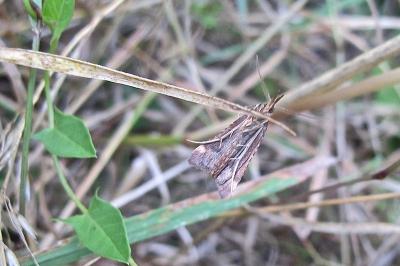 <i>Synaphe punctalis</i>
