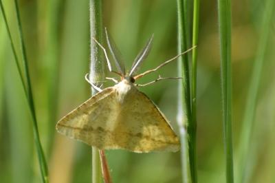 <i>Aspitates ochrearia</i>