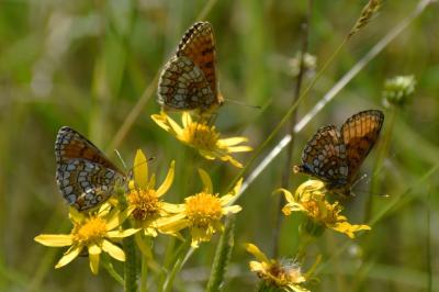 <i>Melitaea parthenoides</i>