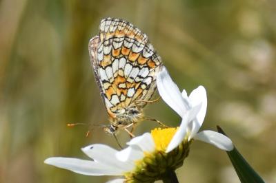 <i>Melitaea parthenoides</i>