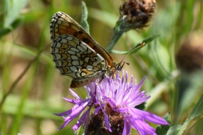 <i>Melitaea parthenoides</i>