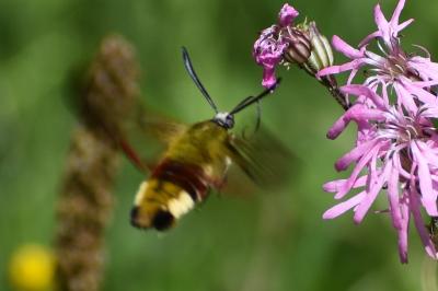 <i>Hemaris fuciformis</i>