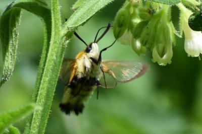 <i>Hemaris tityus</i>