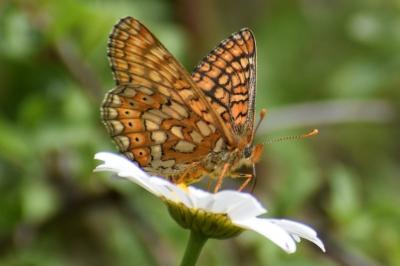 <i>Euphydryas aurinia</i>