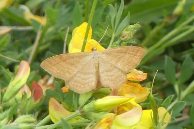 <i>Idaea ochrata</i>