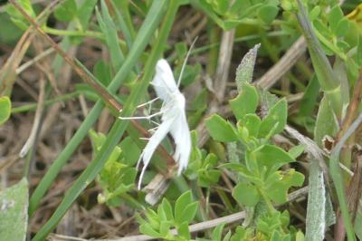 <i>Pterophorus pentadactylus</i>