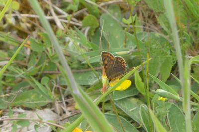 <i>Lycaena tityrus</i>