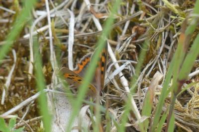 <i>Lycaena phlaeas</i>