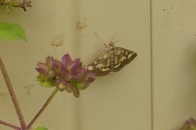 <i>Pyrausta purpuralis</i>