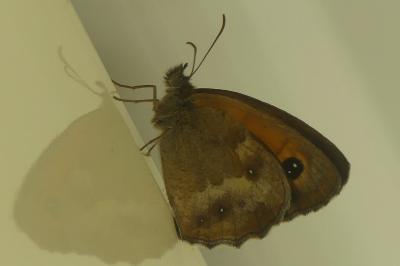 <i>Pyronia tithonus</i>