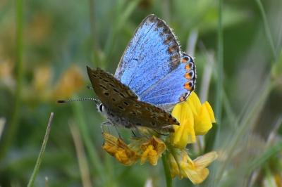 <i>Lysandra bellargus</i>
