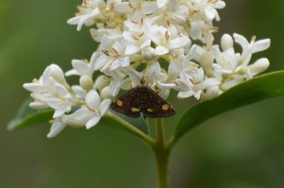 <i>Pyrausta aurata</i>