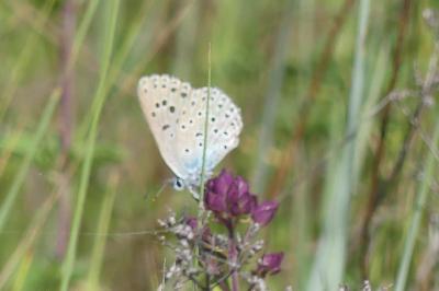 <i>Phengaris arion</i>