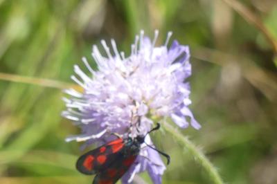 <i>Zygaena loti</i>