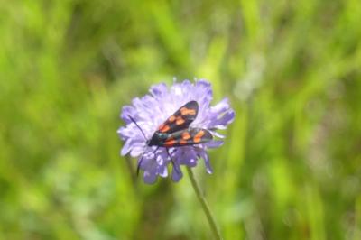 <i>Zygaena filipendulae</i>