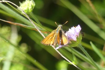 <i>Thymelicus sylvestris</i>