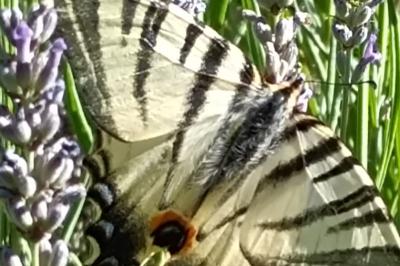 <i>Iphiclides podalirius</i>
