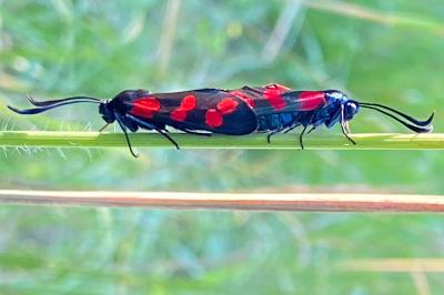 <i>Zygaena filipendulae</i>