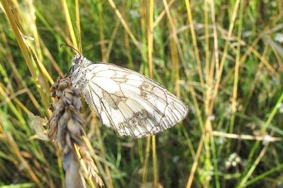 <i>Melanargia galathea</i>