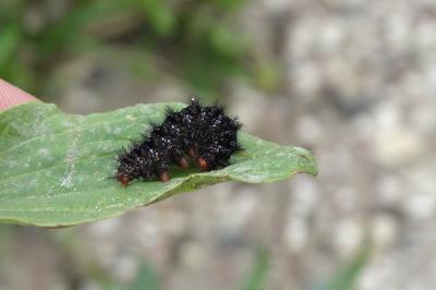 <i>Melitaea cinxia</i>