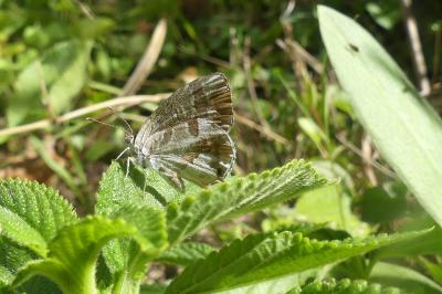 <i>Cacyreus marshalli</i>