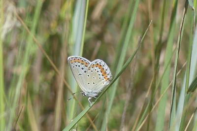 Plebejus argyrognomon