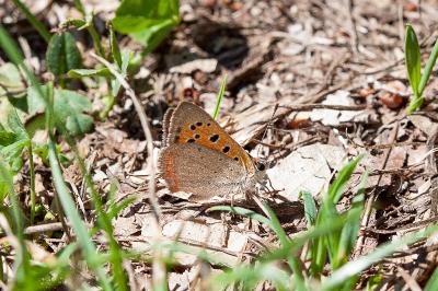 <i>Lycaena phlaeas</i>