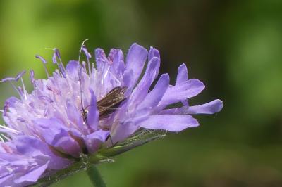 <i>Nemophora metallica</i>