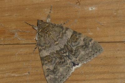 <i>Catocala nupta</i>