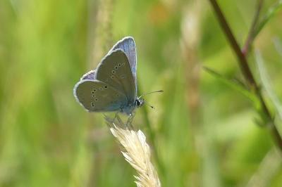 <i>Cyaniris semiargus</i>