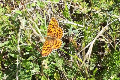 <i>Melitaea</i>