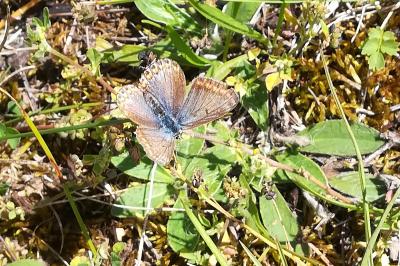 <i>Aricia agestis</i>