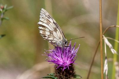 <i>Melanargia galathea</i>