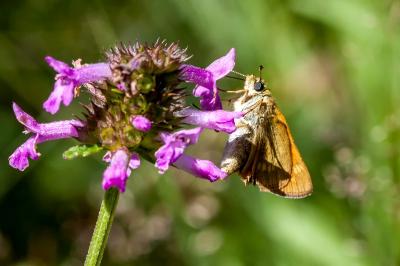 <i>Ochlodes sylvanus</i>
