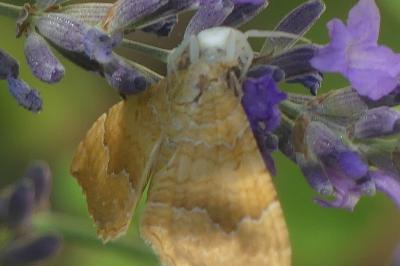 <i>Camptogramma bilineata</i>