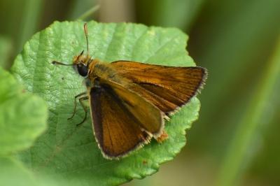 <i>Thymelicus acteon</i>