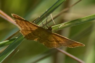 <i>Idaea ochrata</i>