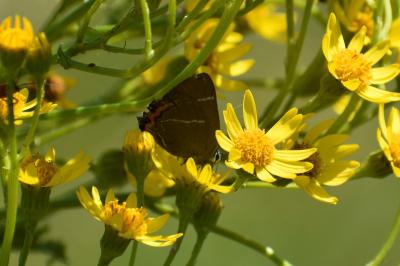 <i>Satyrium w-album</i>