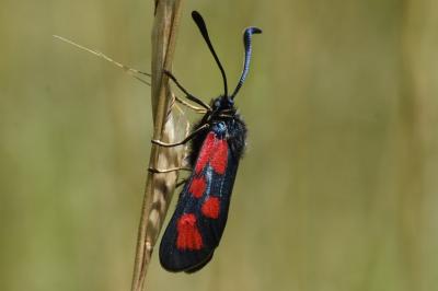 <i>Zygaena loti</i>