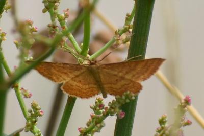 <i>Idaea ochrata</i>