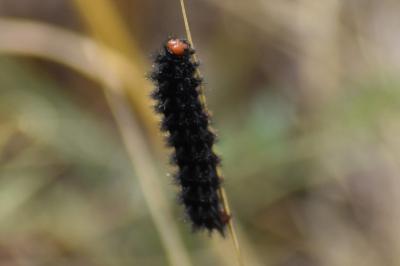<i>Melitaea cinxia</i>